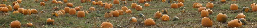 pumpkin patch