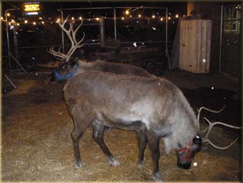 picture of raindeer