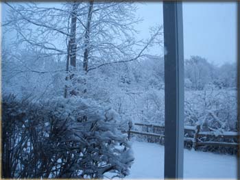 picture of snow covered trees