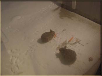 picture of bunnies in snow