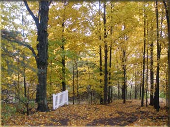 picture of trees in fall