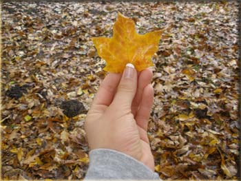 picture of leaves in fall colors