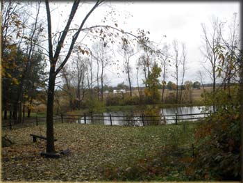 picture of trees in fall