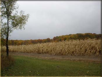 picture of corn field in fall