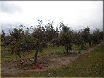 picture of apple orchard