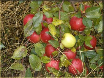 picture of apples