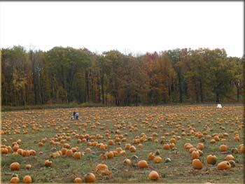 picture of pumpkin patch