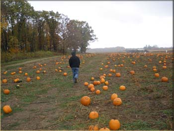 picture of pumpkin patch