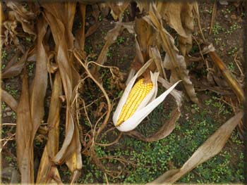 picture of corn stalks